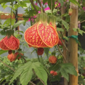 May include: Close-up of vibrant orange and yellow Abutilon flowers, also known as flowering maples, hanging from green stems. The bell-shaped blossoms have intricate veining patterns and are surrounded by lush green foliage. The flowers are in a garden setting.