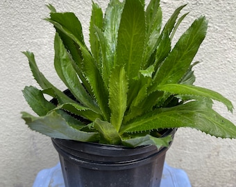 2 live 6&quot; Pots Live Fresh Culantro - Cannot Ship to CA, HI