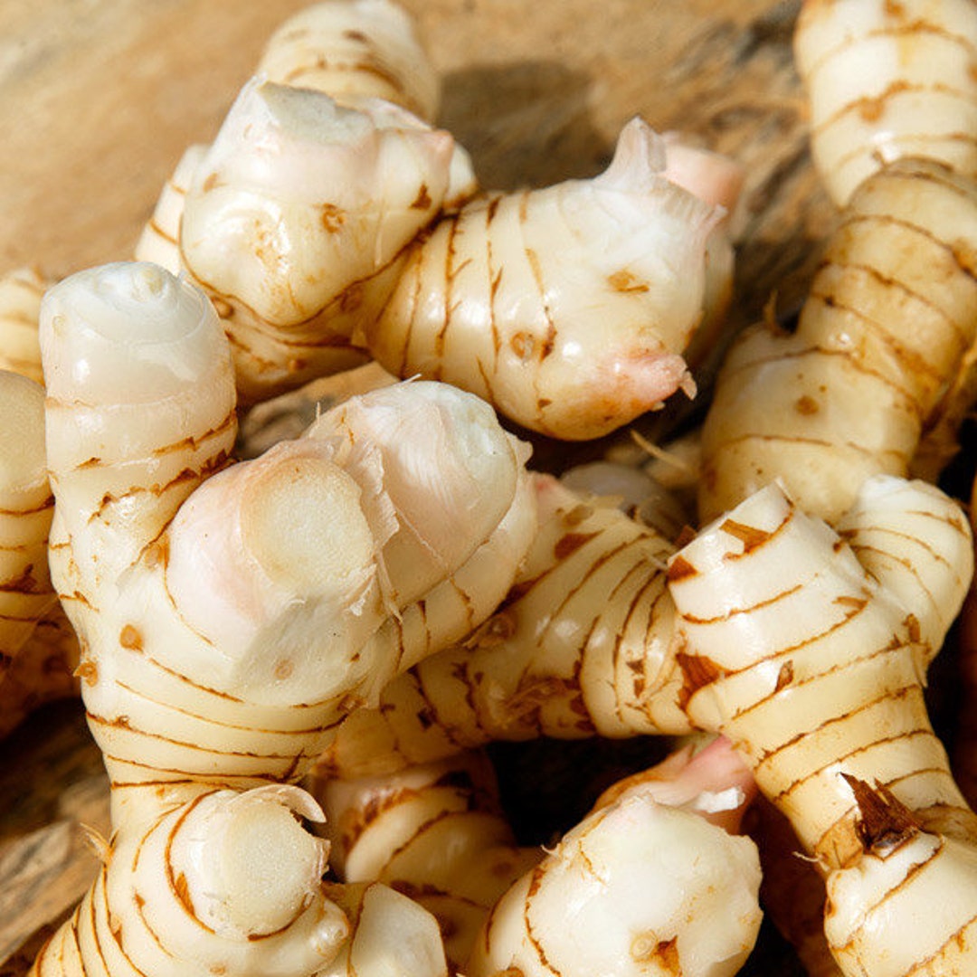 Live Galangal Plant, Well Established Plant, Galangal Rhizome Root