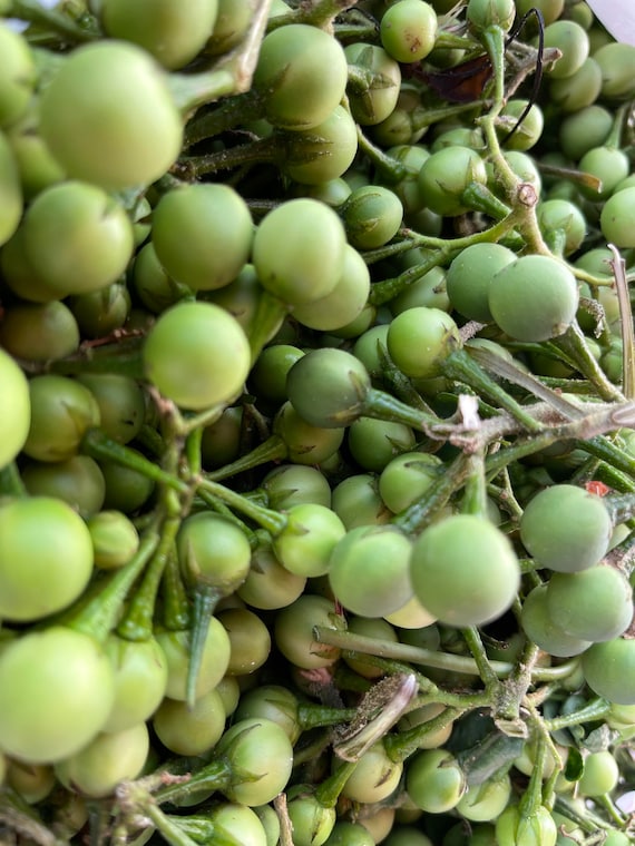 Fresh Turkey Berry, Thai Pea Eggplant, Fresh Shipment Directly From  Florida, Perfect for Curry, Cannot Ship to CA, LA, TX, Hi, Az - Etsy