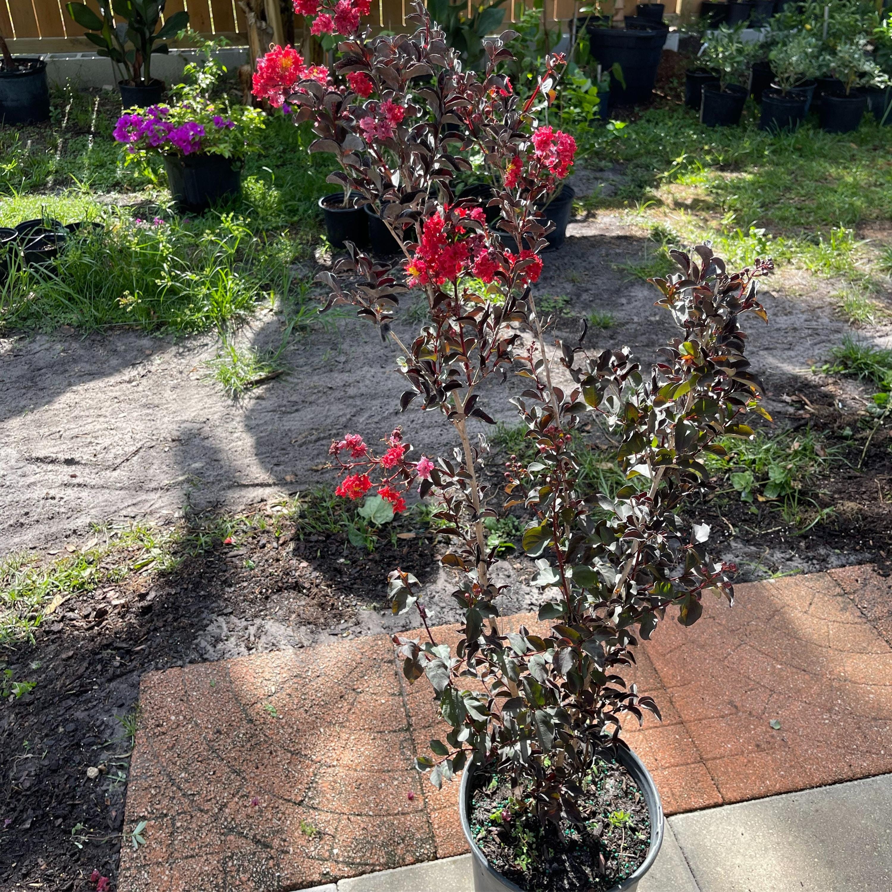 Crape Myrtle, 3 Gallon Hardy and Beautiful Shrubs for Your Garden, 2 to 3 feet tall, Blooming Flowers - Cannot Ship to CA, HI