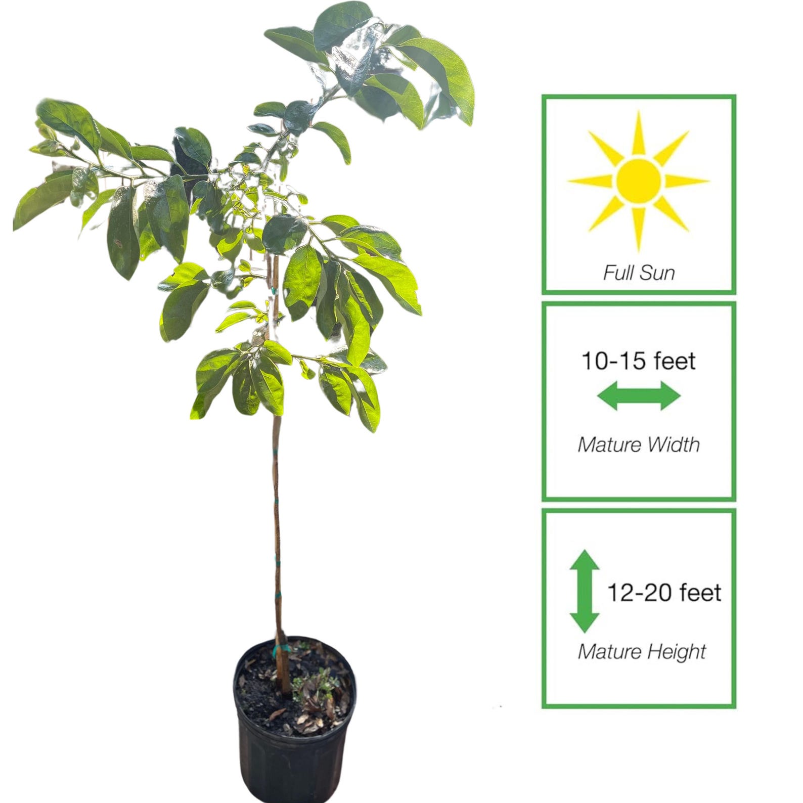Fuyu Persimmon Tree Live Plant | Grafted Fruit Tree | Non Astringent ...