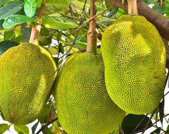 J31 JackFruit Tree, 3 Gallon, 2 to 3 ft, Grafted, Artocarpus heterophyllus - Cannot Ship to CA, HI