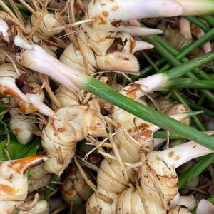 May include: Close-up of fresh galangal rhizomes, showing creamy white flesh with brown markings and green stalks. The image highlights the texture and natural colors of the spice, a common ingredient in Southeast Asian cuisine.