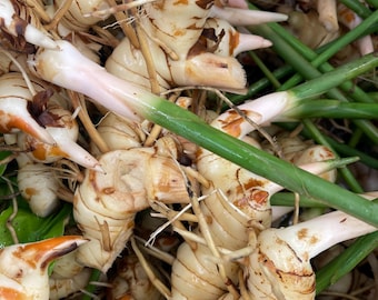 May include: Close-up of fresh galangal rhizomes, showing creamy white flesh with brown markings and green stalks. The image highlights the texture and natural colors of the spice, a common ingredient in Southeast Asian cuisine.