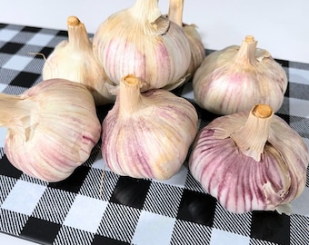 Purple Garlic, Perfect for Planting, Cooking - 1LB