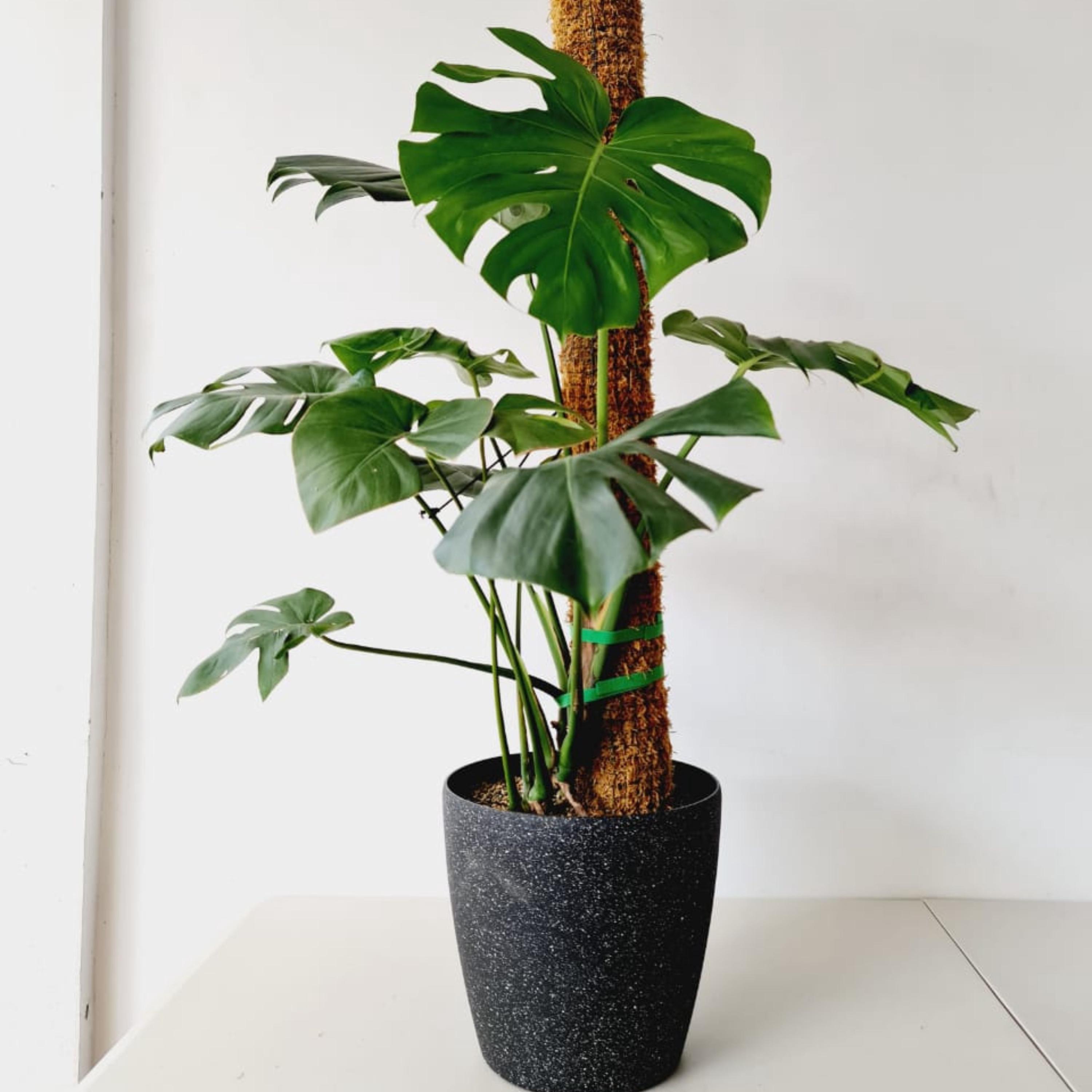 Monstera Deliciosa 6 Inch - Etsy