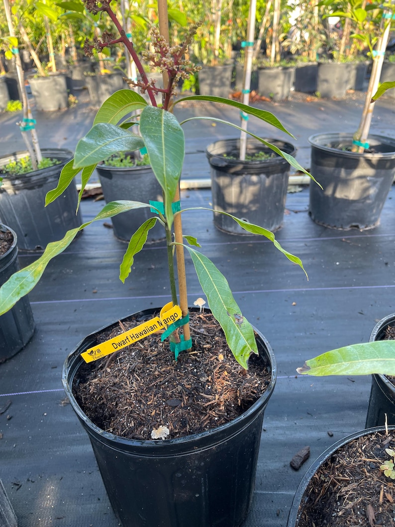Container Mango Tree Dwarf Hawaiian Mango Tree Live 3 Gallon 16-20 Inches Tall Grafted ...