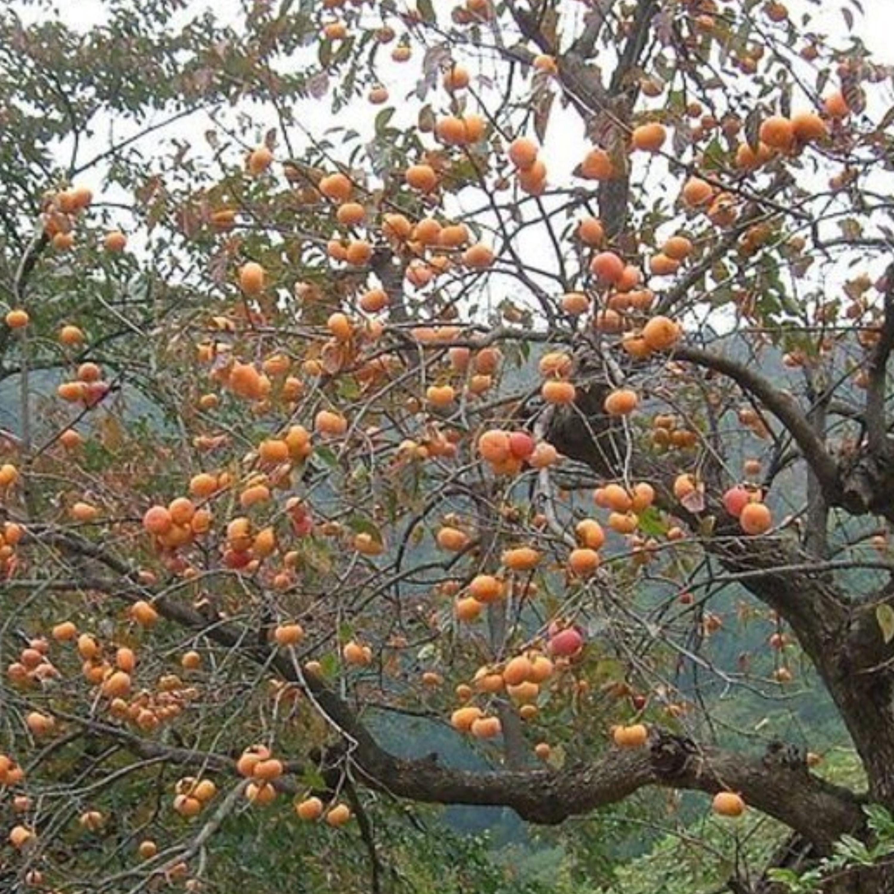 Fuyu Persimmon Tree Live Plant | Grafted Fruit Tree | Non Astringent ...