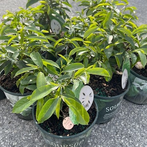 Sour Sop Tree, Live Sour Sop Tree, 18 to 24 inches tall, Grafted, Guanabana, in 1 gallon pot, Sirsak, Anona Muricata - Cannot Ship to CA, HI