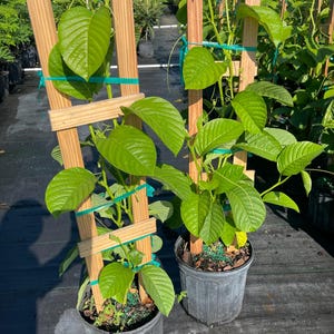May include: Two potted plants with vibrant green, ovate leaves climbing up vertical wooden trellises. Each plant is secured to the light-colored wood frame with thin green ties, housed in dark gray plastic nursery pots filled with dark soil.