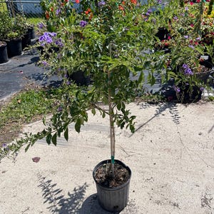 May include: A potted tree with green leaves and small purple flowers. The tree is in a black plastic pot and is sitting on a concrete surface. Other potted plants with colorful flowers are in the background.