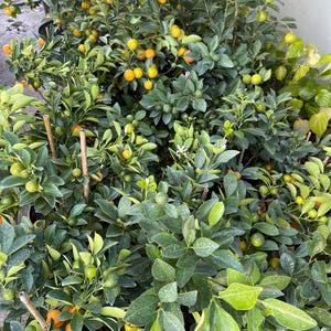 Calamondin , Calamansi , tree Gallon Pot Tac chua, 2ft to 3ft tall, flowers or fruit - Lunar New Year - Cannot Ship to CA, LA, TX, Hi, Az