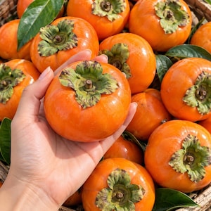 May include: A collection of bright orange persimmons with green calyxes and stems. One round, smooth-skinned persimmon is held in the foreground, while several other similar fruits are clustered together in a woven basket with green leaves.