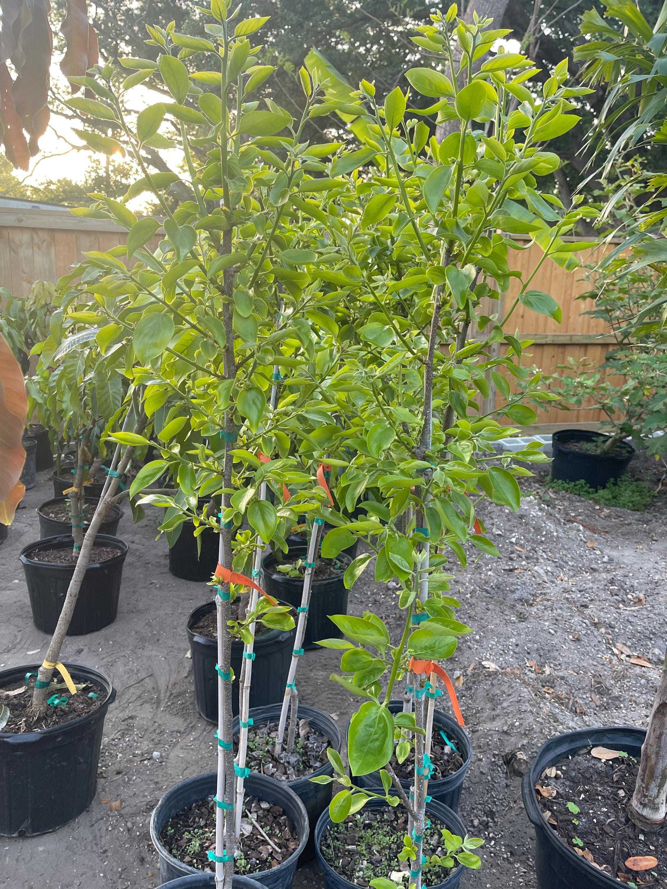 Fuyu Persimmon Tree Live Plant | Grafted Fruit Tree | Non Astringent ...