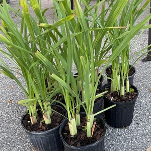 May include: Close-up of several potted lemongrass plants with long, green leaves. The plants are in black plastic pots with brown soil.