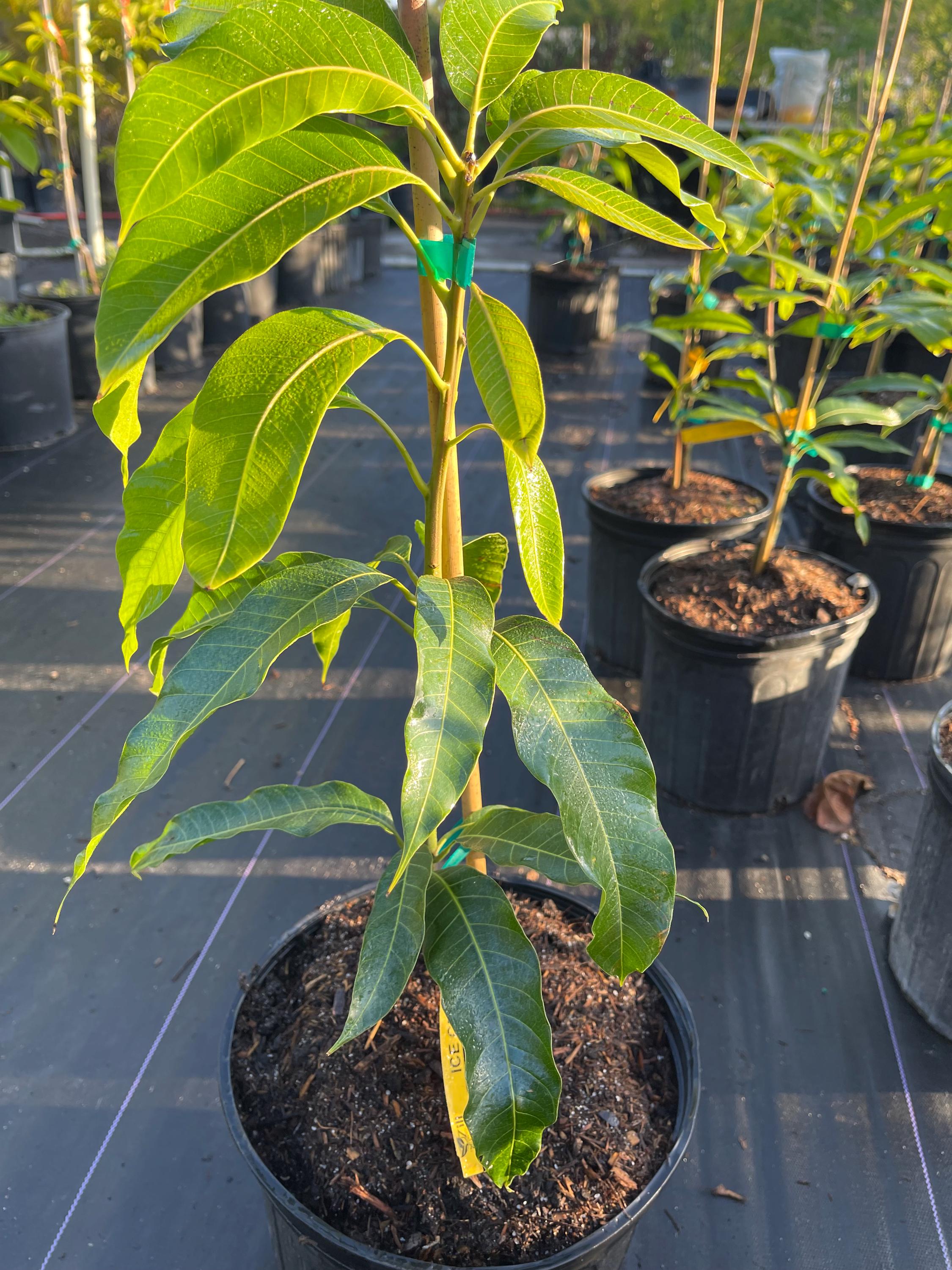 Ice Cream Mango Tree Grafted 18–20 Inches Tall – 3 Gallon Live Tropical ...