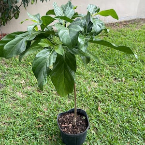 May include: A young noni plant with a slender, light brown stem and large, glossy, dark green leaves. The plant is potted in a black plastic nursery container filled with dark soil, featuring a visible cluster of small, developing green buds.