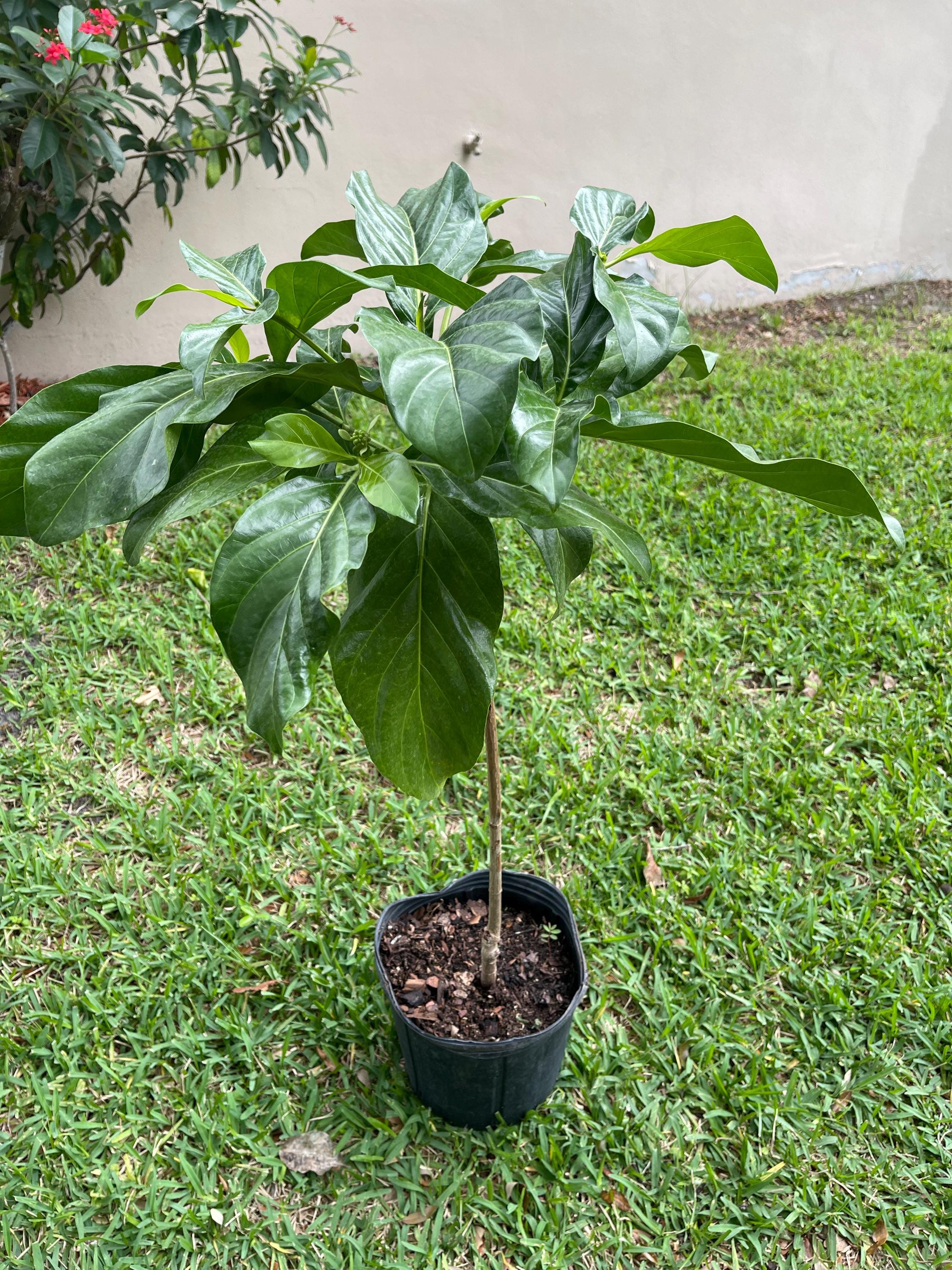 Noni Tree Live Plant 3–4 Ft Tall in 3 Gallon Pot – Morinda Citrifolia Tropical Fruit Tree, Medicinal Garden Plant