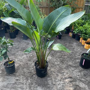 May include: A potted Bird of Paradise plant with large, green leaves and reddish stems. The plant is in a black plastic pot, surrounded by other potted plants in an outdoor setting. The leaves have prominent veins.