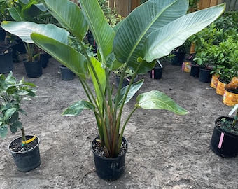 Variegated Bird of Paradise (strelitzia Nicolai) - Etsy