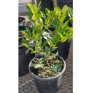 May include: A small kaffir lime tree in a black plastic pot. The tree has bright green leaves and is surrounded by mulch and green fertilizer pellets. Other potted plants are visible in the background.