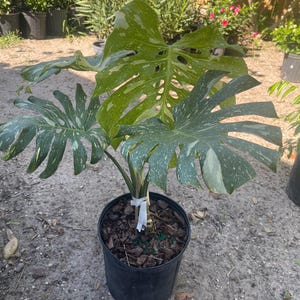 May include: A variegated Monstera plant with large, split, heart-shaped leaves featuring splashes of cream and white color patterns. The plant is potted in a black plastic container filled with dark brown wood bark mulch and secured with a white tag.