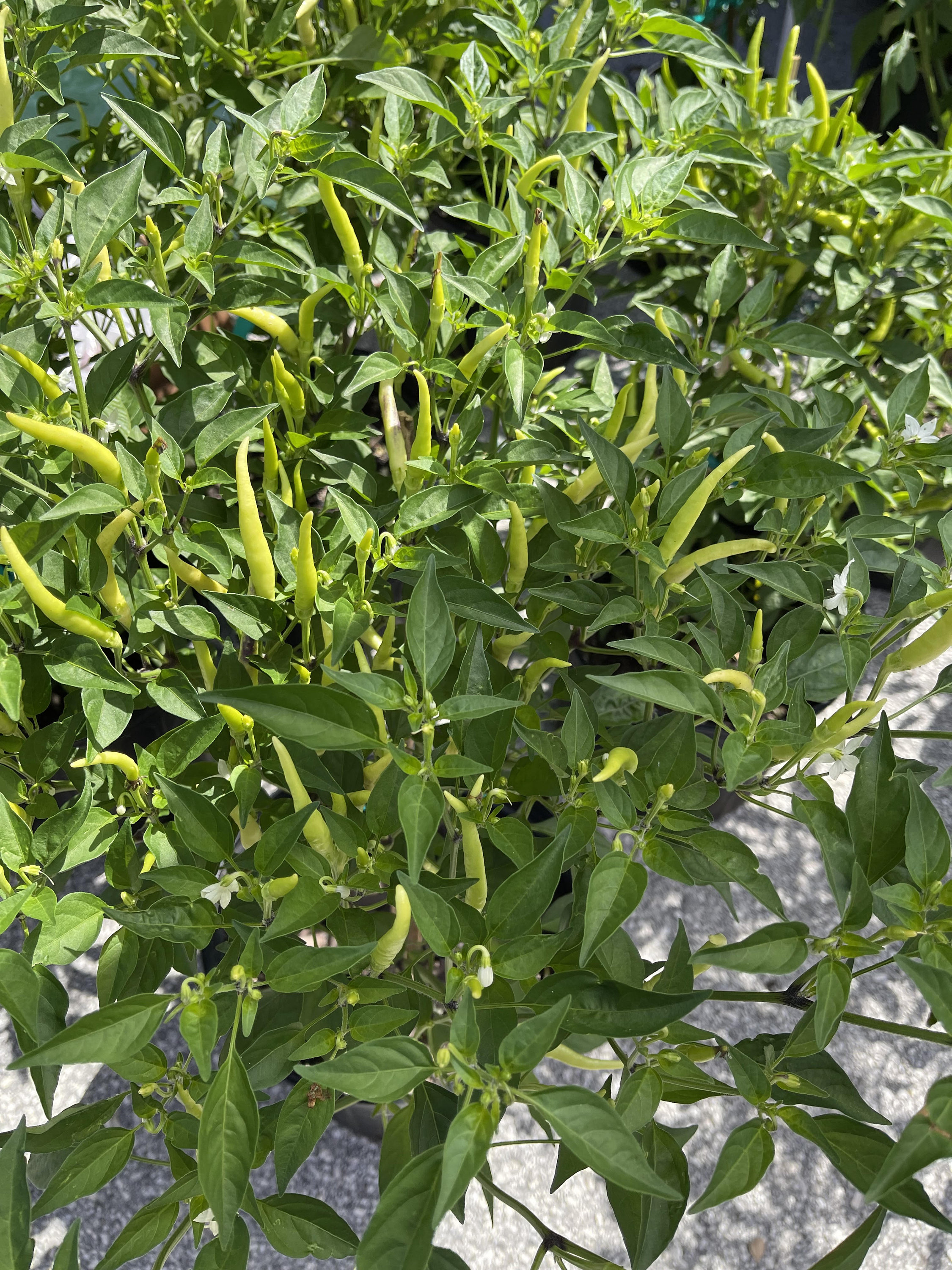 2 Live Fresh Super Hot Chili Plants- 12 to 16 Inches - Cannot Ship