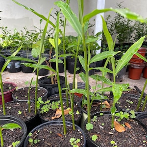 May include: Close-up of several potted ginger plants with green leaves. The plants are growing in black plastic pots filled with dark brown soil. The pots are arranged in a row on a concrete surface.