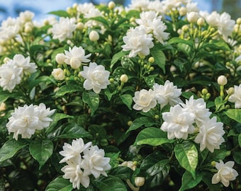 Grand Duke of Tuscany Jasmine Live Plant 3 Gallon – Jasminum Sambac Double White Fragrant Flowers – Arabian Jasmine -No ship CA, HI, AK