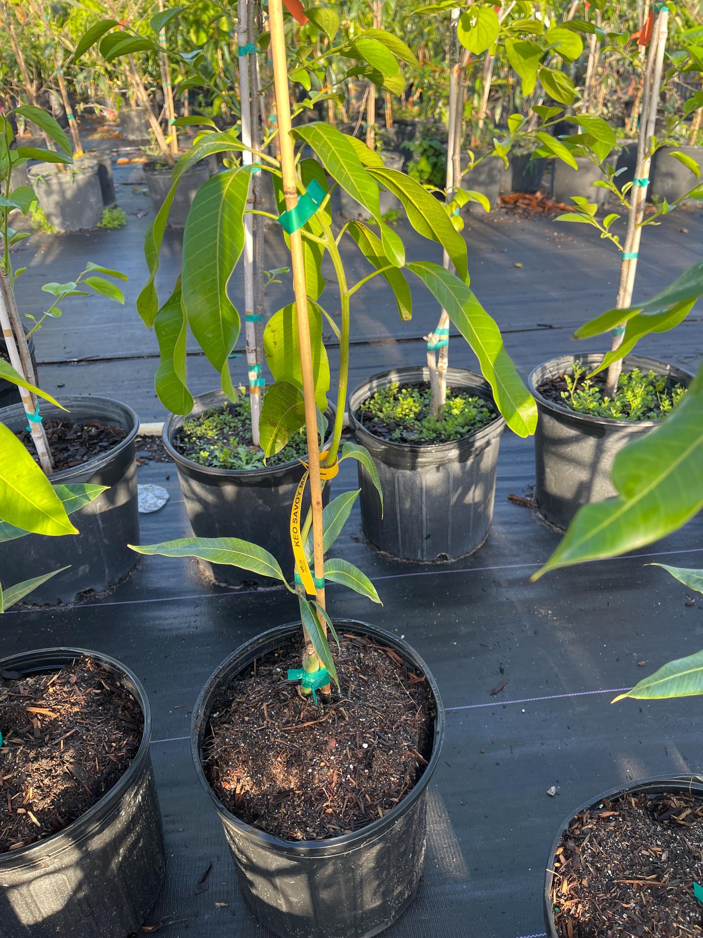 Dwarf Hawaiian Mango Tree Live 3 Gallon 16-20 Inches Tall Grafted ...