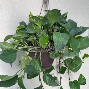Golden Pothos Hanging Basket Live Plant 8 Inch Basket | Easy Indoor Houseplant | Devil's Ivy Trailing Vine | No Ship CA HI AK