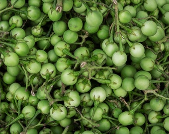 Fresh Turkey Berry, Thai Pea eggplant, Fresh Shipment directly from Florida, Perfect for curry, cooking