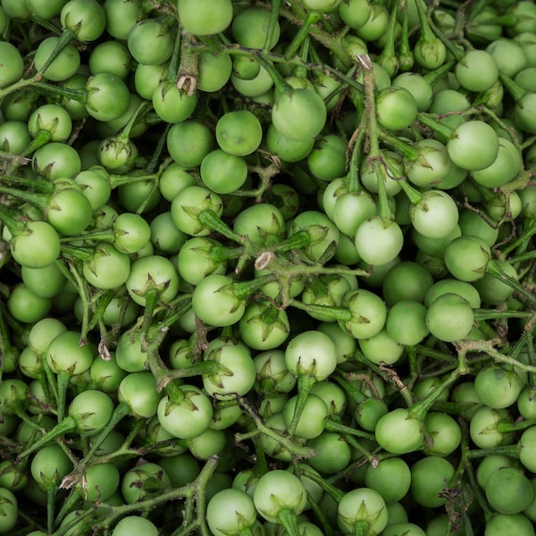 Fresh Turkey Berry, Thai Pea eggplant, Fresh Shipment directly from Florida, Perfect for curry, cooking