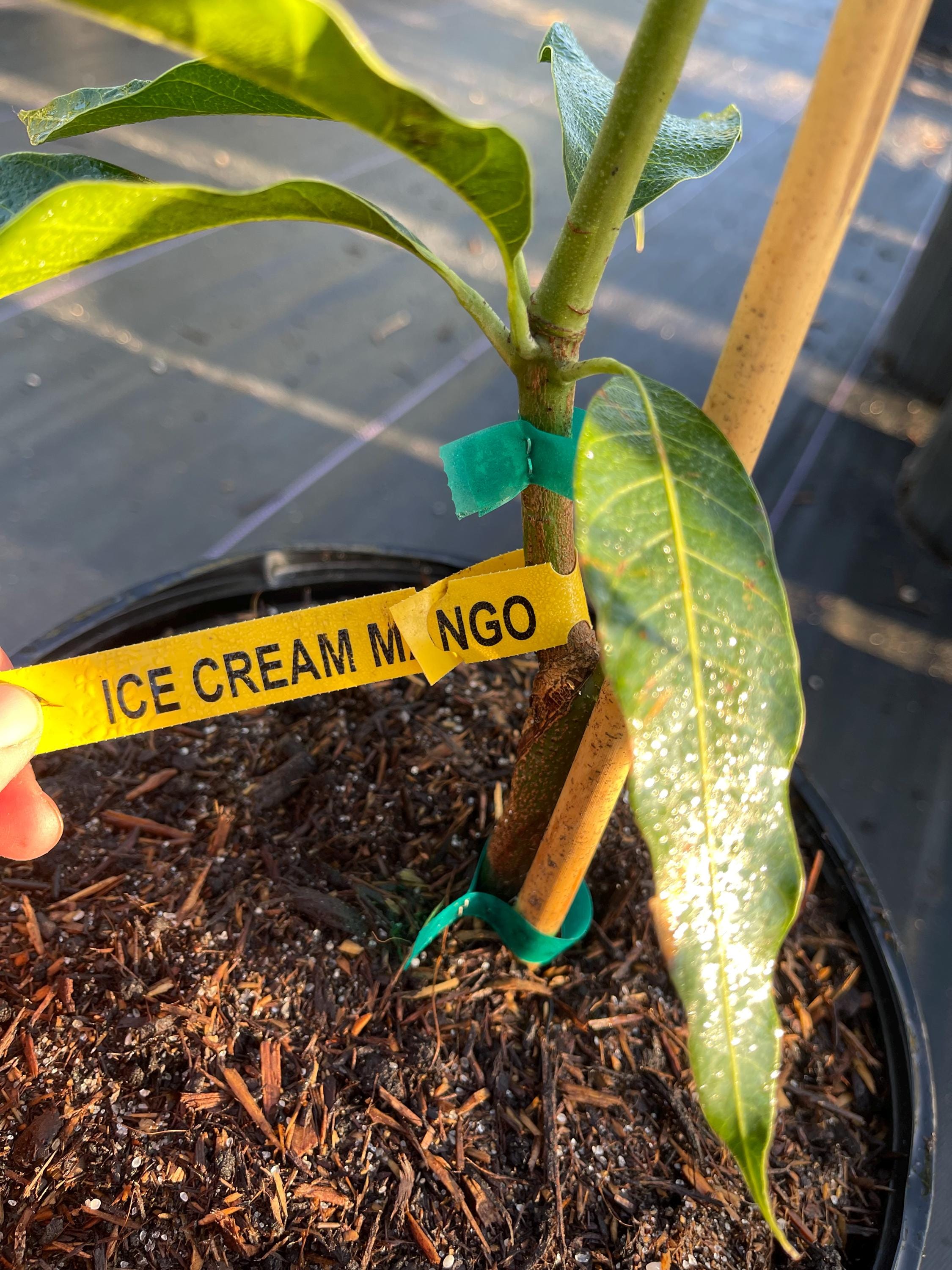 Ice Cream Mango Tree Grafted 18–20 Inches Tall – 3 Gallon Live Tropical ...