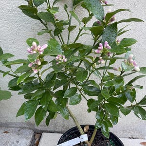 May include: A potted Meyer Lemon tree with green leaves and pink blossoms. The tree is labeled "Meyer Lemon" with a description of the variety.