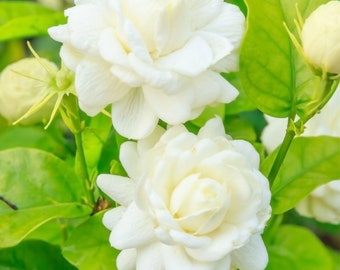 Live Grand Duke Jasmine Plant, 8inch Pot, 2ft to 3ft Tall, Fragant - Ready to Ship from Florida - Cannot Ship to CA, HI