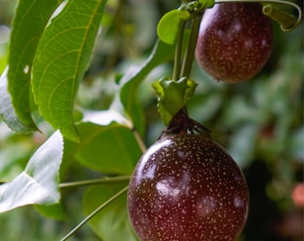Purple Possum Passion Fruit Live Plant, Passiflora edulis - 1 to 2 ft tall - 1 Gallon Pot - Cannot Ship to CA, HI