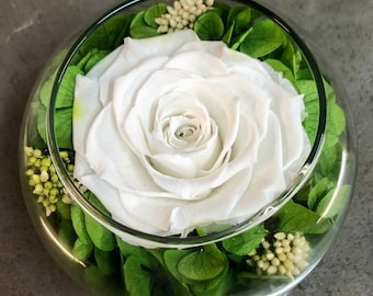 May include: A single white rose preserved in a glass dome with green foliage and small white flowers.