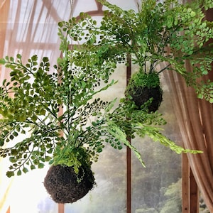 May include: Three hanging kokedama plants with lush green foliage. Each plant features a spherical moss ball base, suspended by a thin string. The background includes a window with a view of trees and a sheer curtain.