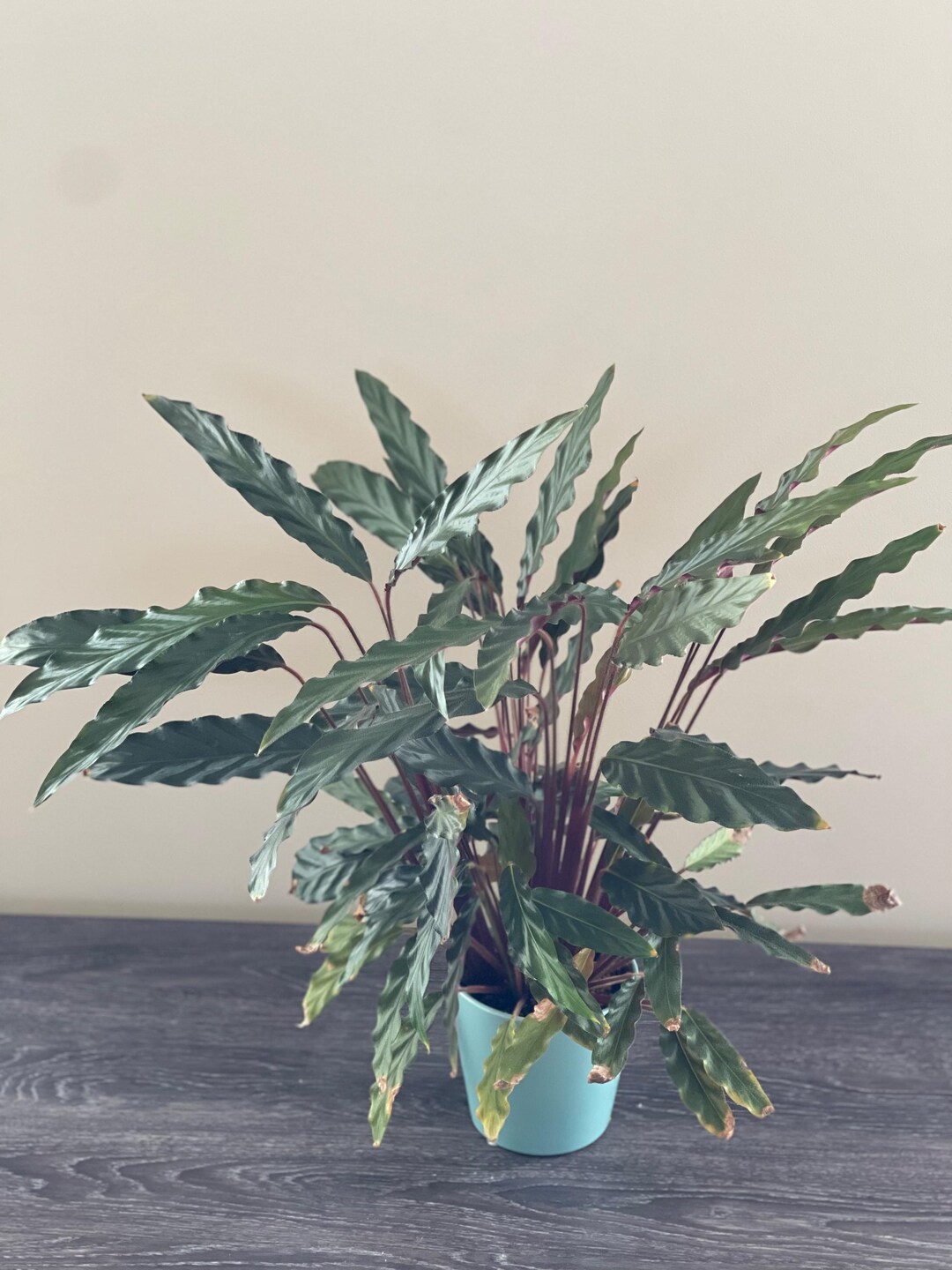 Calathea Rufibarba - Etsy
