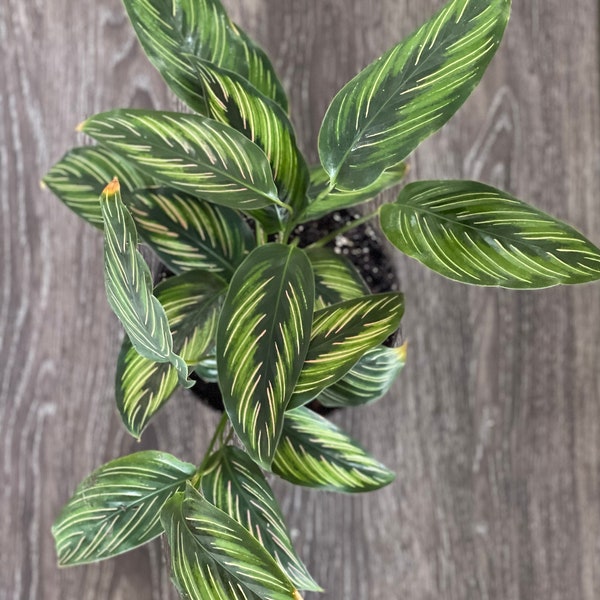 Calathea Beautystar - Etsy