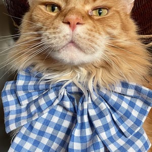 Puede incluir: Un gato naranja grande con una pajarita a cuadros azul y blanco. El gato tiene ojos amarillos y largos bigotes blancos. En el fondo se ve una cesta tejida y una cuerda colgante.