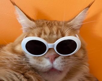 Lunettes de soleil tendance chat