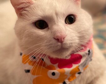 Chat chien laine chapeau et cravate ou bandana ensemble bonnet pour animaux de compagnie bonnet de chat avec écharpe mignon et câlin