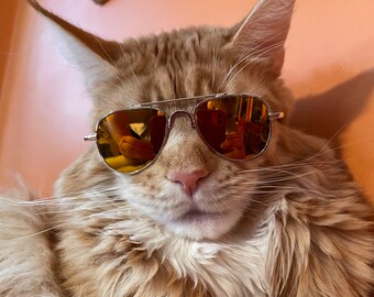 Occhiali da sole Cat Aviator: carini, alla moda e comodi