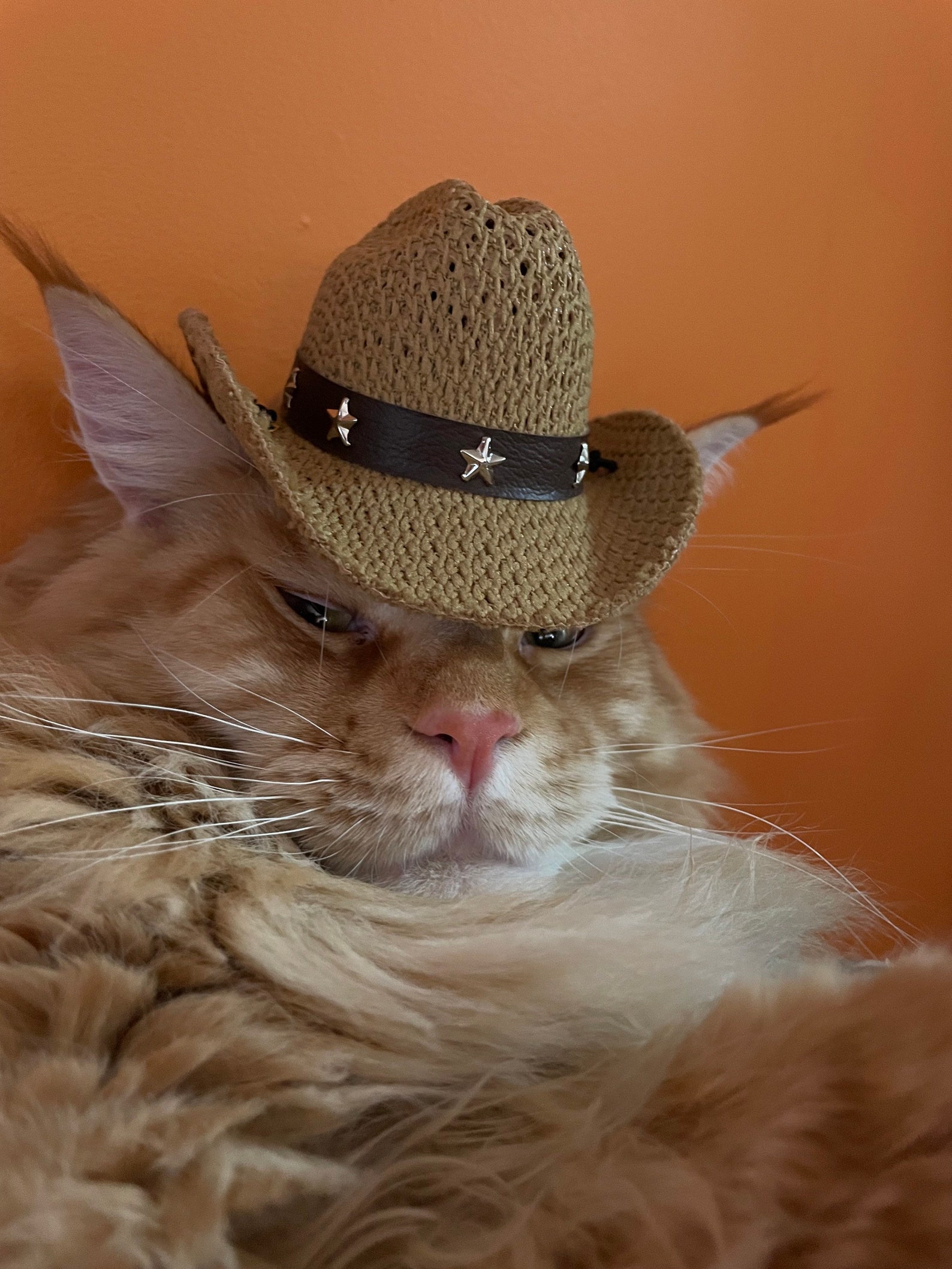 Cat Dog Stetson Cowboy Hat Mesh With Tassels Cool Comfy & Etsy Australia