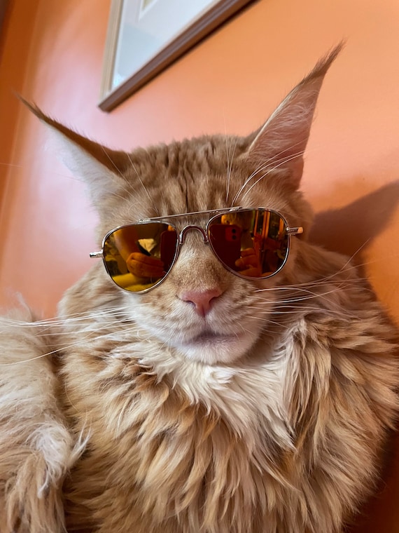 Cat in Sunglasses Sticker - Sticker Mania