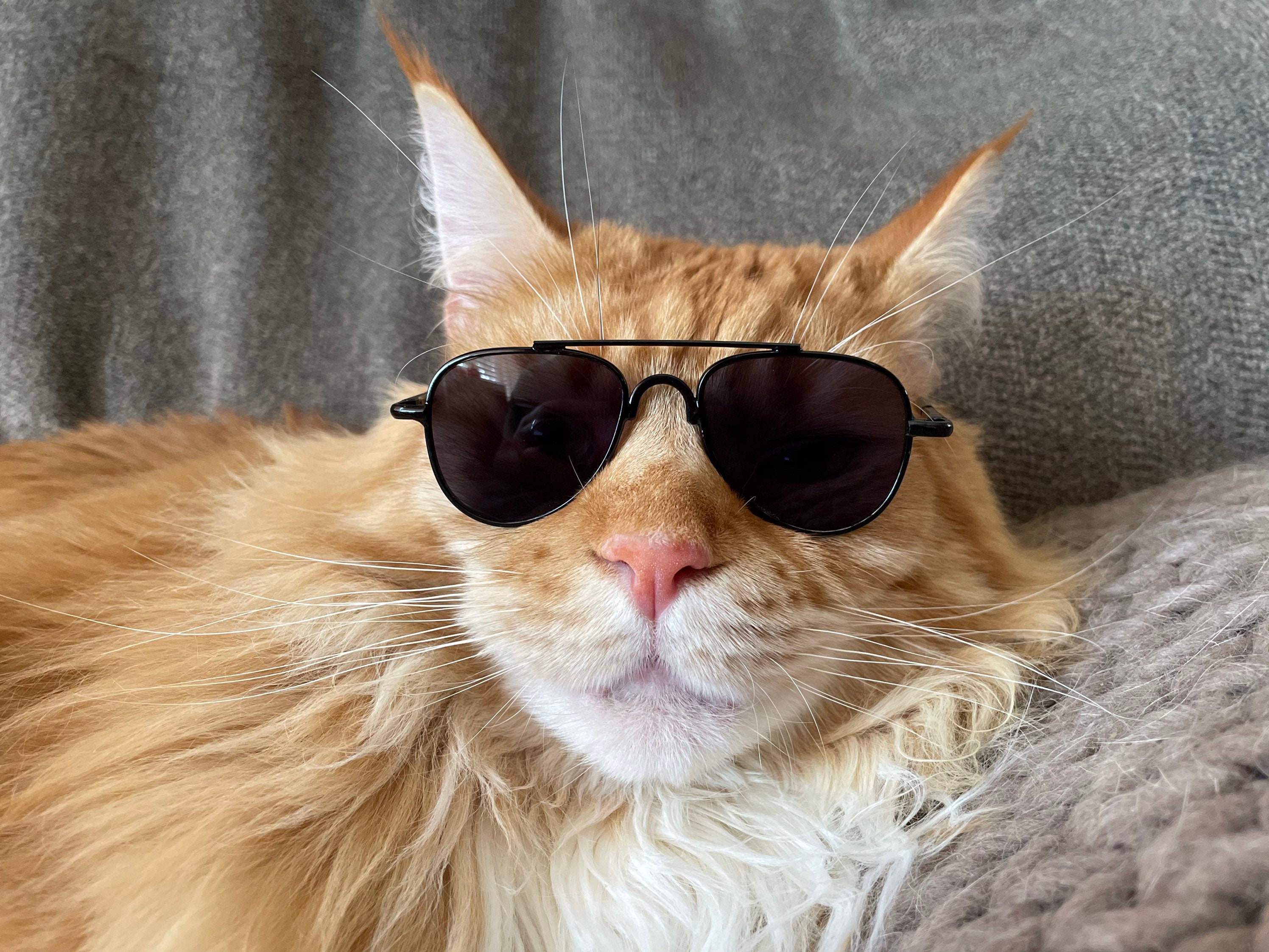 funny cat wearing sunglasses, gift idea for cat lovers, cat with glasses