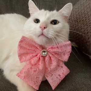 Könnte beinhalten: Eine weiße Katze trägt eine rosa Schleife aus Spitze mit einem Strassstein. Die Katze liegt auf einem braunen Sofa.